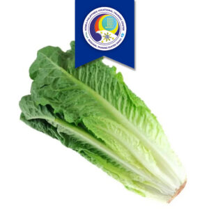 Lettuce