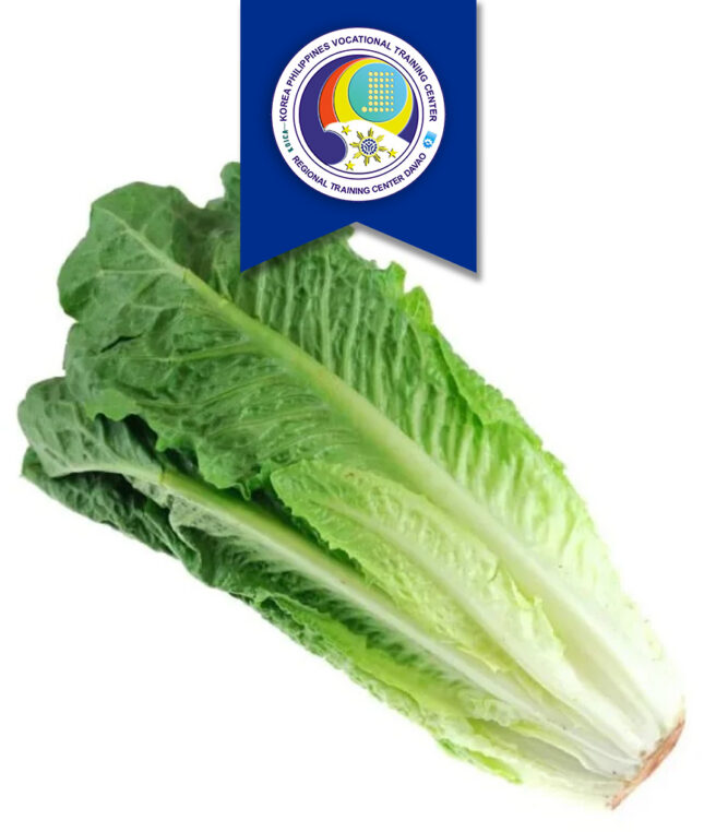 Lettuce